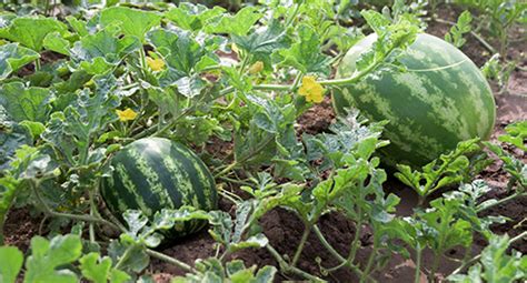 Top tips to growing watermelon