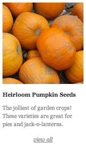 How to Grow Organic Pumpkins | Planet Natural