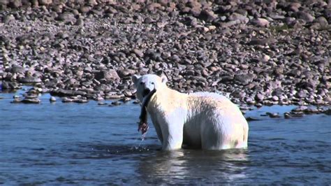 Polar Bears Fishing Arctic Char in Nunavik Quebec - YouTube