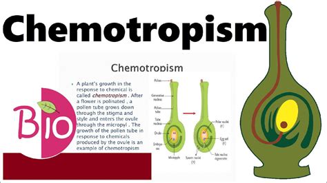 Chemotropism - Biology Simple