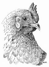 Chicken Chook Coloring Pages sketch template