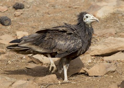 Egyptian Vulture Facts, Habitat, Behavior, Diet, Pictures