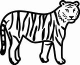 Coloring Pages Of Tigers sketch template