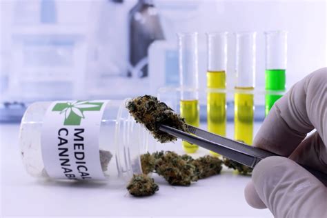 What Medical Marijuana Protections Exist? | Leafbuyer