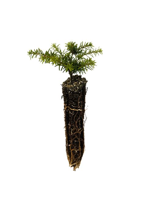 Western Hemlock | Small Tree Seedling – The Jonsteen Company