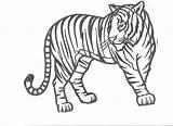 Realistic Tiger Coloring Pages At GetColoringscom  Free Printable sketch template
