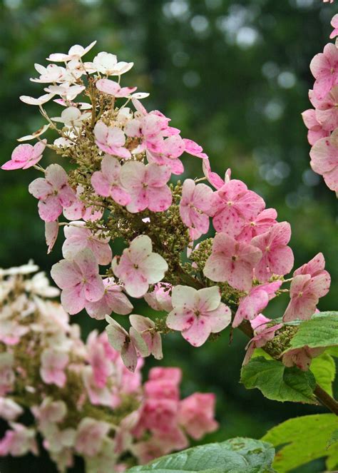 Plants We Love - Oakleaf Hydrangea | West Winds Nursery