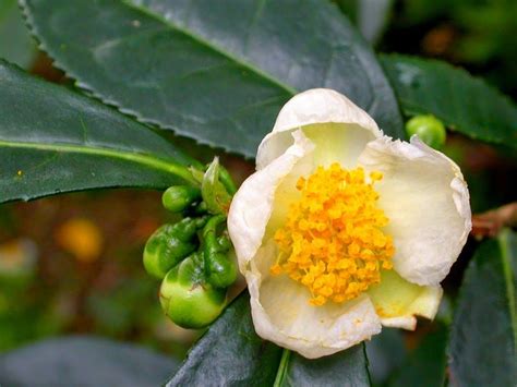 Camellia Sinensis Flower ~ Fantastic Flowers and Gardens | Trees to ...