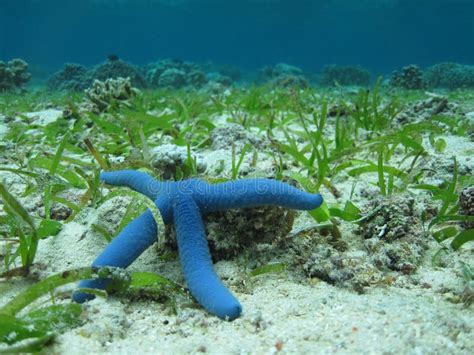 Blue sea star stock image. Image of blue, seastar, star - 33305089