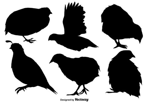 Vector Quail Vector Set 162696 Vector Art at Vecteezy