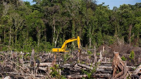 Déforestation on emaze