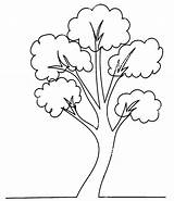 Tree Branch Coloring Pages  Home sketch template
