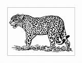 Leopard Coloring Pages – Printable FREE sketch template