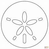 Sand Dollar Coloring Dollars Pages Clip Clipart Beach Drawing Sea Draw  sketch template