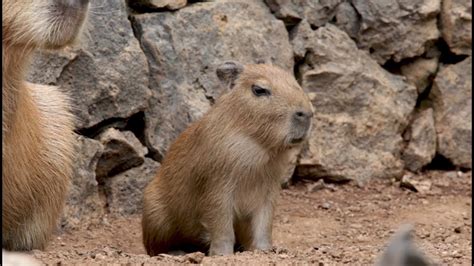 Capybara Pup - YouTube