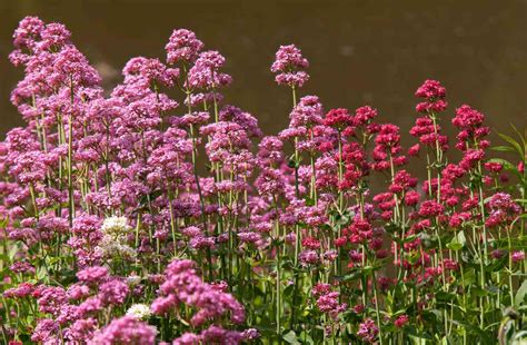 How to Grow and Care for Spur Valerian