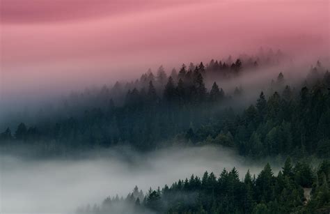 Download Fog Nature Forest 8k Ultra HD Wallpaper by Kurt Bartolome