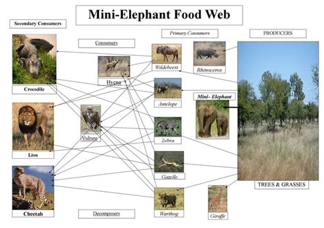 Food Web | Elephant food, Food web, Pygmy elephant