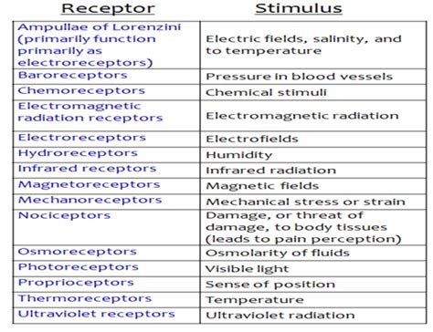 Sensory Receptors | Anatomy and Physiology I