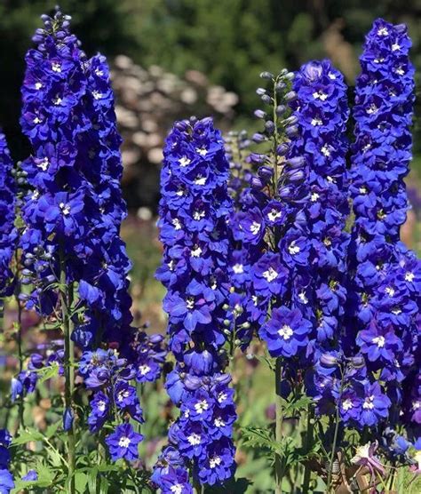 20 Most Beautiful Types of Delphinium Varieties | Balcony Garden Web