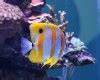 Copperband butterflyfish: care, compatibility, reef safe