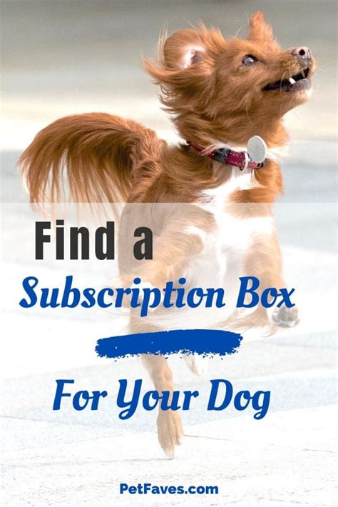 The Ultimate List of Dog Subscription Boxes 2022