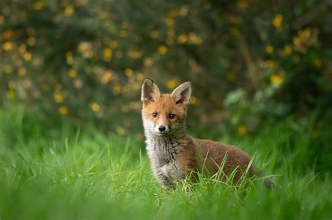 [OC] Urban fox kit in my neighborhood : foxes