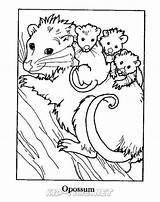 Opossum Coloring Page Pages sketch template