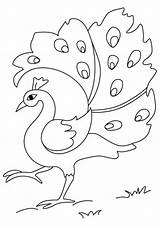 Free & Easy To Print Peacock Coloring Pages  Tulamama sketch template