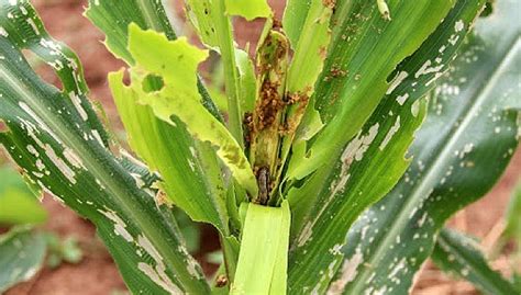 Fall armyworm | Priority pest insects and mites | Pest insects and mites | Biosecurity ...
