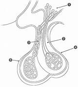 Endocrine Glands System Coloring Page Pages sketch template