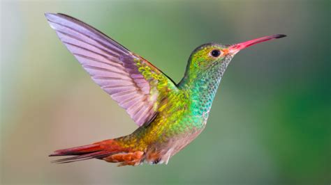 Hummingbird (Prepositions) · English grammar exercise (beginner level) | bitgab