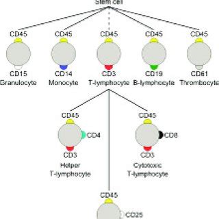 Diagram showing CD markers on various immune cell types. | Download ...