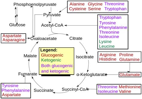 Difference Between Glucogenic and Ketogenic Amino Acids | Compare the Difference Between Similar ...