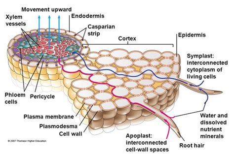 Casparian Strips Are Present In - astonishingceiyrs