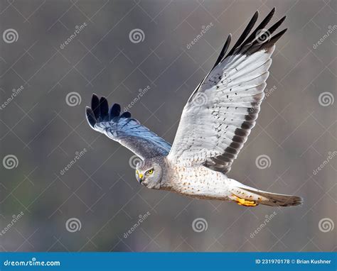 Male Northern Harrier Hawk Aka Gray Ghost Stock Photo - Image of male ...