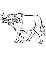 Free Coloring Pages Buffalo Download Png  sketch template