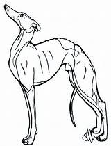 Italian Greyhound Drawing Sketch Coloring Page sketch template