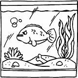 Aquarium Coloring Pages  Best For Kids sketch template