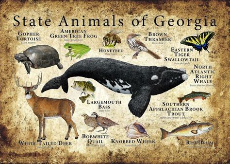 Georgia State Animals Poster Print | Etsy | Animals, Animal posters, Animal infographic