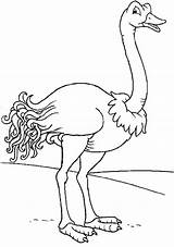 Ostrich 7 Coloring Page  Free Printable Pages For Kids sketch template