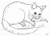 Common Brushtail Possum coloring page  Free Printable Coloring Pages sketch template