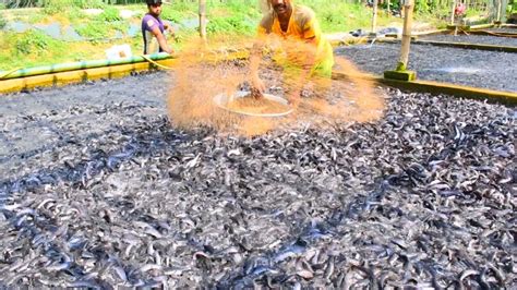 Hybrid Magur Farming Eating Food || Catfish Farming Business In India || Magur Fish Farming in ...