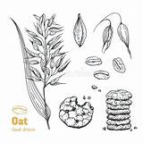 Oats Coloring Pages sketch template