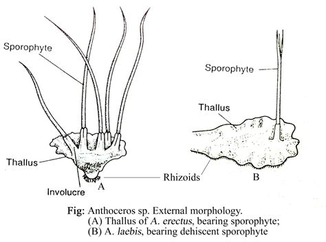 ANTHOCEROS - CLASSIFICATION, STRUCTURE OF THE GAMETOPHYTE, REPRODUCTION ...