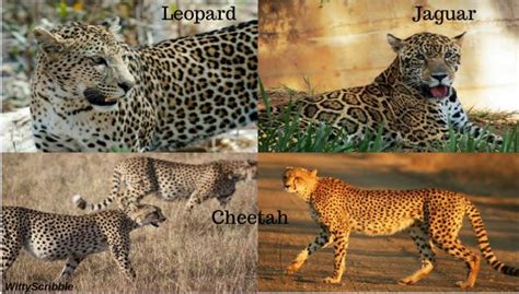 How is a Cheetah different from Jaguar and Leopard