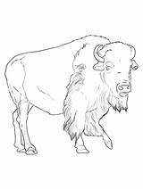Free Printable Bison Coloring Pages  Раскраски с животными sketch template