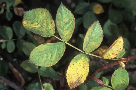 How to Identify and Treat Rose Rust | Gardener’s Path