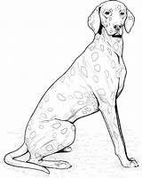 Dog Breed Coloring Pages sketch template