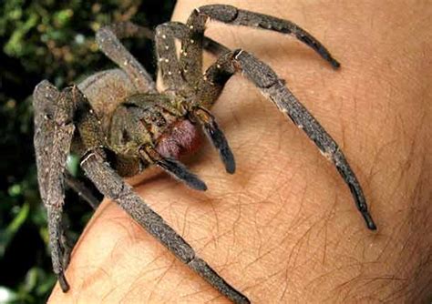 10 Uber Scary Spiders Guaranteed To Freak You Out